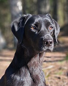Svart hund med glänsande päls i skogsmiljö, fångad i naturligt ljus med fokus på ögon och ansikte.
