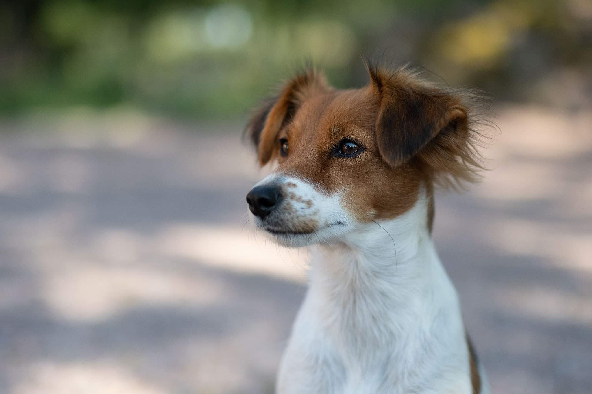 Liten brunvit hund i naturligt ljus med mjuk, oskarp bakgrund som framhäver ansiktet.